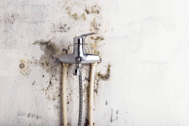 Mold Removal Process in Colonial Heights, VA