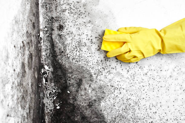 Best Commercial Mold Removal  in Colonial Heights, VA