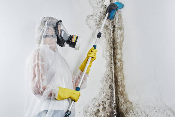 Best Mold Testing  in Colonial Heights, VA