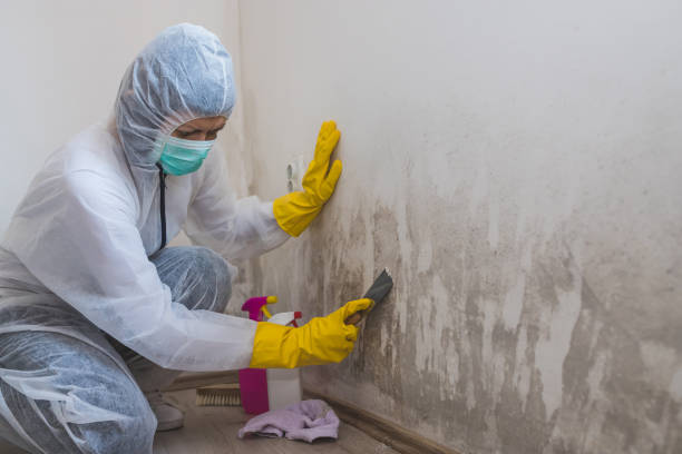 Best Affordable Mold Removal  in Colonial Heights, VA