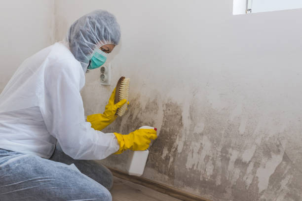 Best Residential Mold Removal  in Colonial Heights, VA