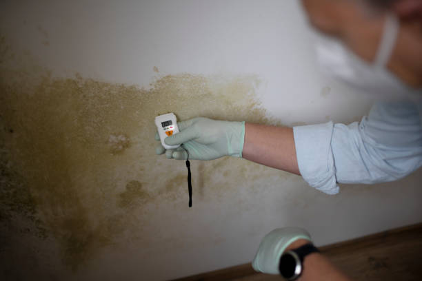 Best Black Mold Removal  in Colonial Heights, VA