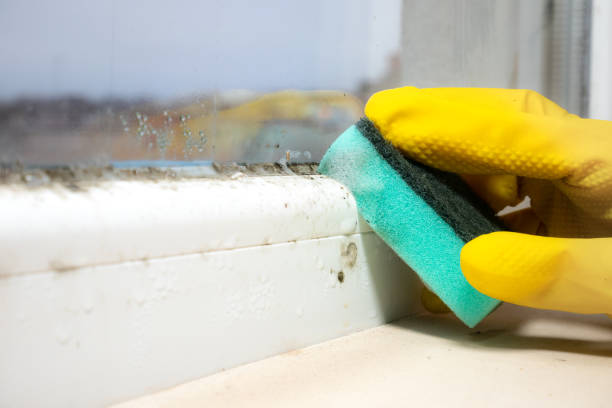 Best Mold Removal and Inspection  in Colonial Heights, VA