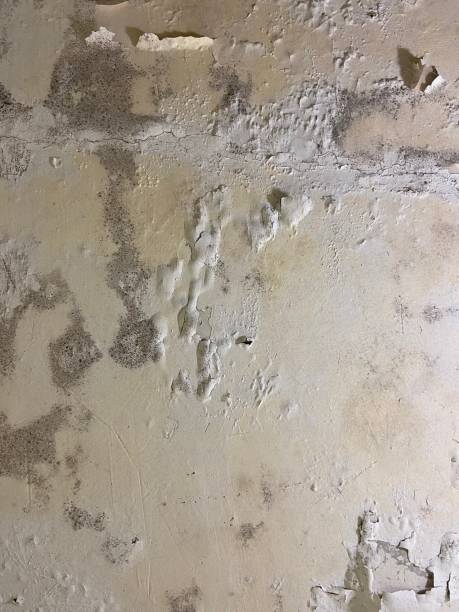 Best Mold Removal Company Near Me  in Colonial Heights, VA