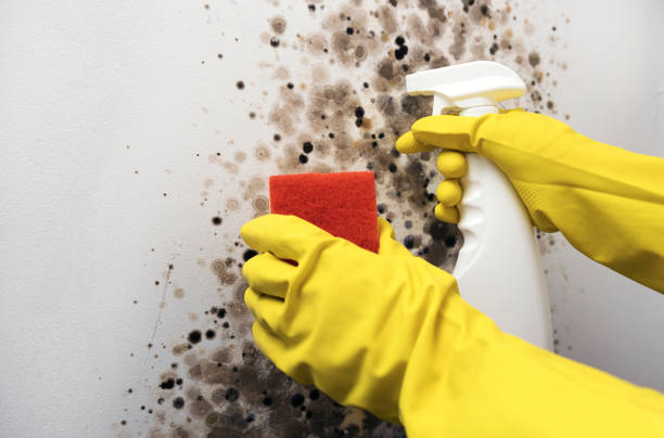 Best Mold Damage Repair  in Colonial Heights, VA