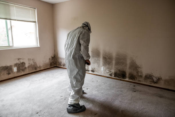 Best Home Mold Removal  in Colonial Heights, VA
