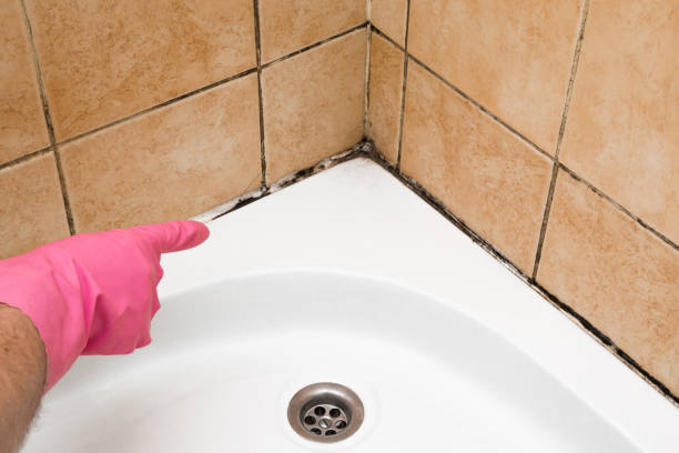 Best Toxic Mold Removal  in Colonial Heights, VA